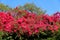 Beautiful spread of clusters of pink bougainvillea flowers