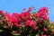 Beautiful spread of clusters of pink bougainvillea flowers