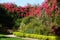 Beautiful spread of clusters of pink bougainvillea flowers and tropical plants at a garden near St Petersburg, Florida, U.S.A