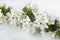 A beautiful sprig of an apple tree with white flowers against a white wooden background. Blossoming branch. Spring still