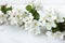 A beautiful sprig of an apple tree with white flowers against a white wooden background. Blossoming branch. Spring still
