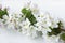 A beautiful sprig of an apple tree with white flowers against a white wooden background. Blossoming branch. Spring still