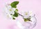 A beautiful sprig of an apple tree with white flowers in a glass vase against a pink background. Blossoming branch in a