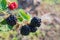 Beautiful sprig of blackberry with  dew drops