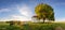 Beautiful spring agricultural wheat field