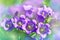 Beautiful spring background with campanula bouquet.