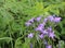 Beautiful spring background with campanula bouquet.