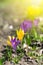 Beautiful spring background with close-up of blooming yellow and purple crocus. First flowers on a meadow in park under bright sun