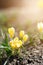 Beautiful spring background with close-up of blooming yellow and purple crocus. First flowers on a meadow in park under bright sun