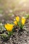 Beautiful spring background with close-up of blooming yellow and purple crocus. First flowers on a meadow in park under bright sun