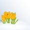 Beautiful spring background with Crocus in snow for congratulations with spring or Womens Day. Holiday poster or placard