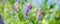 Beautiful spring background with cute violet flowers