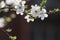 Beautiful spring background of white plum blossoms and blurred details