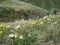 Beautiful spring background, wild flowers bloom in Alpine meadows high in the mountains