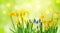 Beautiful spring background with yellow daffodil and muscari flowers. Sunny gardening composition