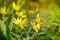 Beautiful spring background. Yellow flowers in a meadow