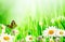 Beautiful spring backgrounds