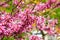 Beautiful spring bloom of Cercis canadensis. A branch of eastern redbud tree with many small pink flowers against a background of