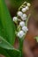 Beautiful spring blooming lilies of the valley with drops of flowers dew