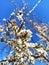 Beautiful spring blossom tree branch on a clear blue sky background and white flowers. Nature seasonal wallpaper