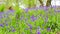 Beautiful Spring bluebell forest, footage