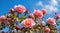 Beautiful spring border, blooming rose bush on a blue background. Flowering rose hips against the blue sky. Soft selective focus1