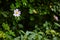 Beautiful spring briar twig dog rose or rosehip