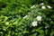 Beautiful spring briar twig dog rose or rosehip