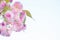 Beautiful spring cherry sakura blossom with fading in to pastel pink background