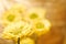 Beautiful spring chrysanthemum flowers