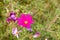 Beautiful spring Cosmos flower background., Cosmos flower
