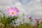 Beautiful spring Cosmos flower background., Cosmos flower