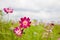 Beautiful spring Cosmos flower background., Cosmos flower