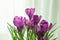 Beautiful spring crocus against light background