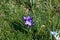 Beautiful spring crocuses, giant crocuses on a green lawn. Purple flowers. Primroses. Early spring