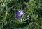 Beautiful spring crocuses, giant crocuses on a green lawn. Purple flowers. Primroses. Early spring