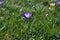 Beautiful spring crocuses, giant crocuses on a green lawn. Purple flowers. Primroses. Early spring