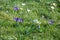 Beautiful spring crocuses, giant crocuses on a green lawn. Purple  and white flowers. Primroses. Early spring