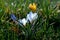 Beautiful spring crocuses, giant crocuses on a green lawn. White flowers. Primroses. Early spring