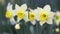 Beautiful spring daffodil flower, mothers day background