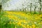 Beautiful spring dandelion flower meadow in white blossom orchard