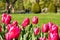 Beautiful spring day at Boston Common Park Massachusetts