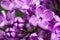 Beautiful spring delicacy lilac flowers