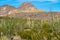 Beautiful spring desert scenery of Ocotillo plants and Sagauro cactus, looking out at the Diablo mountains along Ajo Mountain