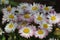 Beautiful Spring Even Flowers Taken in Bulgaria 2019 Beautiful Rupes