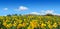 Beautiful spring field of yellow daffodils panorama in sunny day