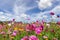 Beautiful in spring fields and the plant of cosmos flowers at Boonrawd farm on a sunny day, Chiang Rai, Thailand