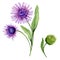 Beautiful spring floral illustration. Purple daisy flowers on a stem with leaves and closed bud isolated on white background.