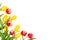 Beautiful spring floral mockup. Red and yellow tulips on white background.