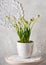Beautiful spring floristic arrangement with white grape hyacinth in a vintage ceramic cup.